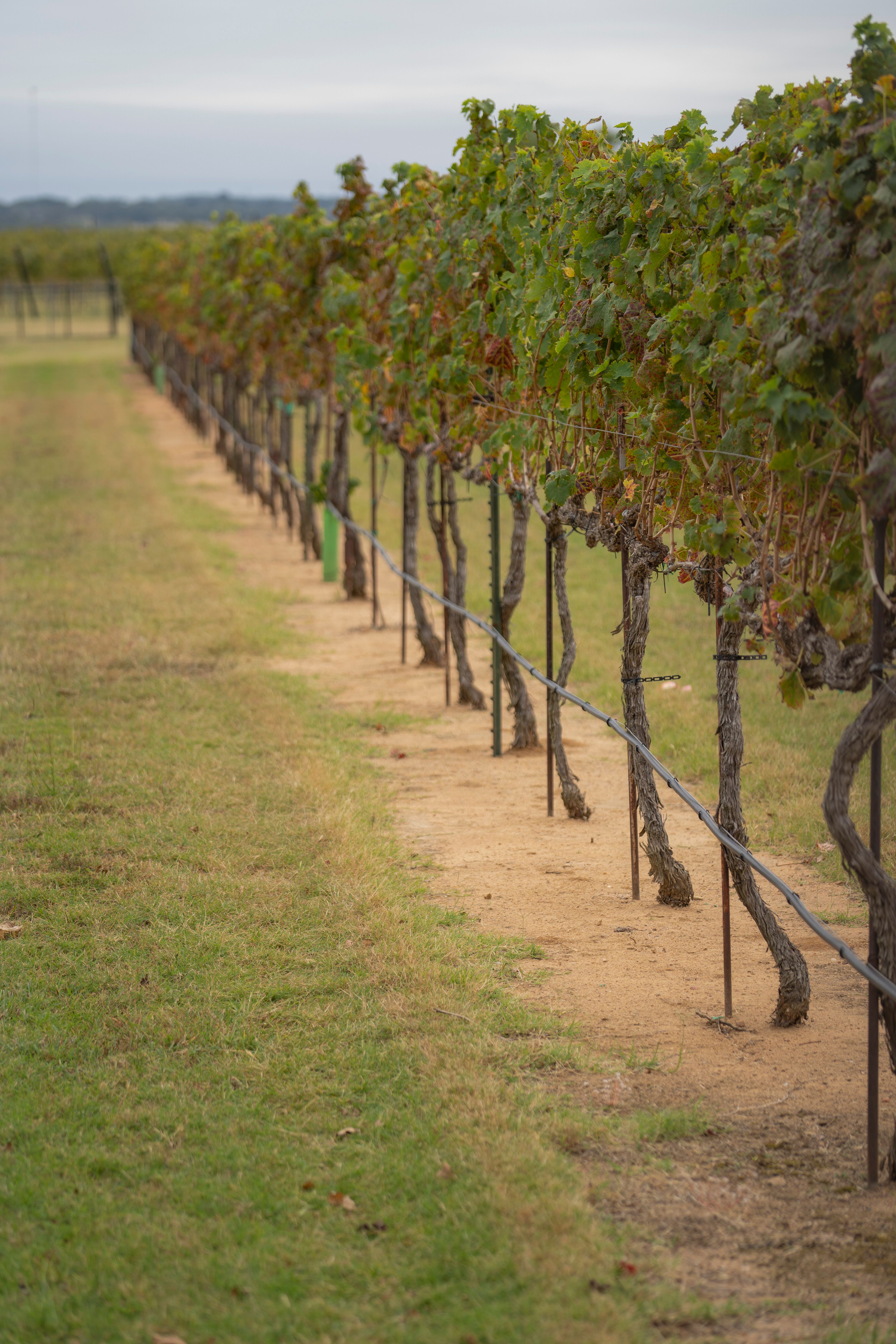 A row of grapevines at a Texas Hill Country vineyard