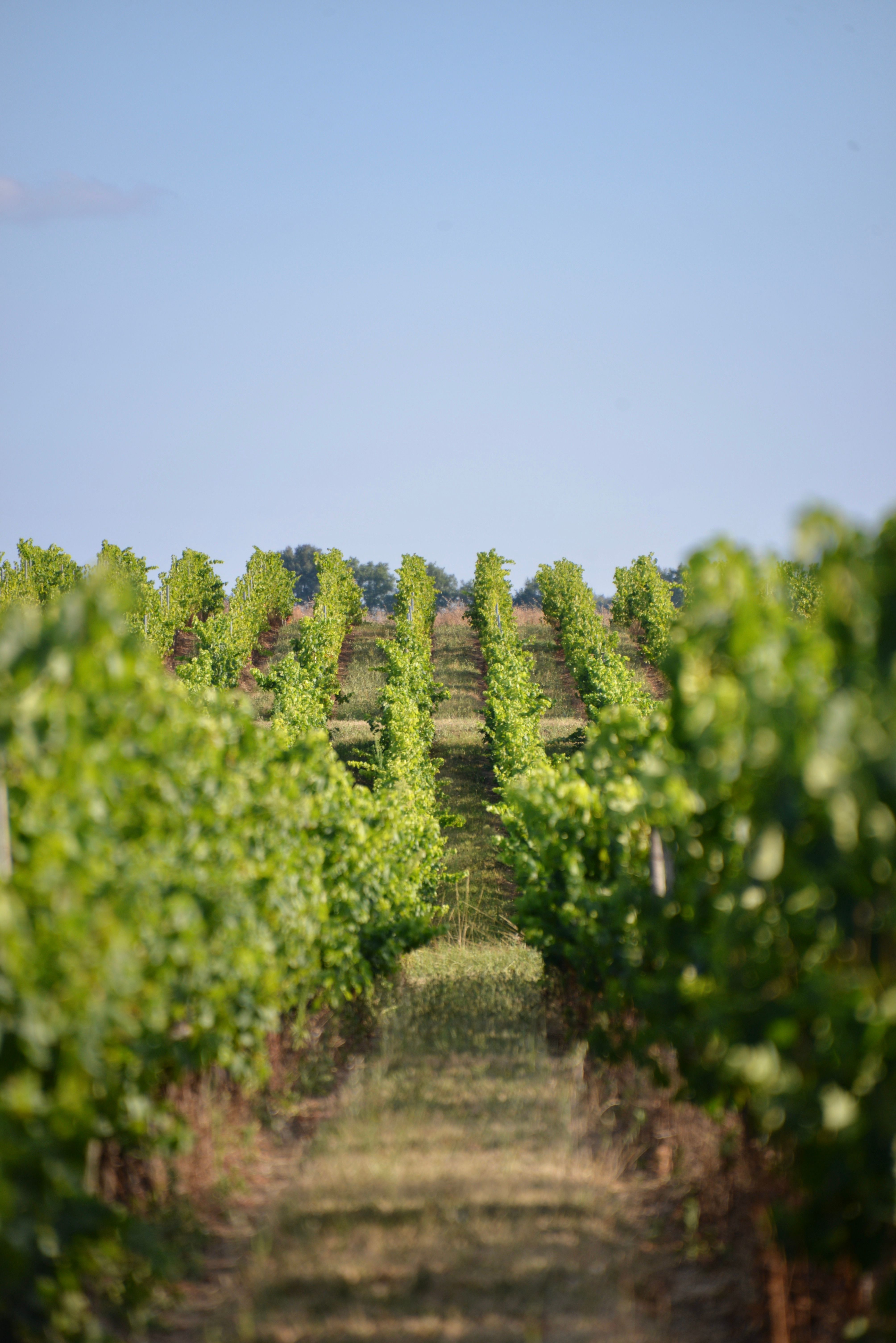 Rows of grapevines running over a hillside at a Texas Hill Country vineyard