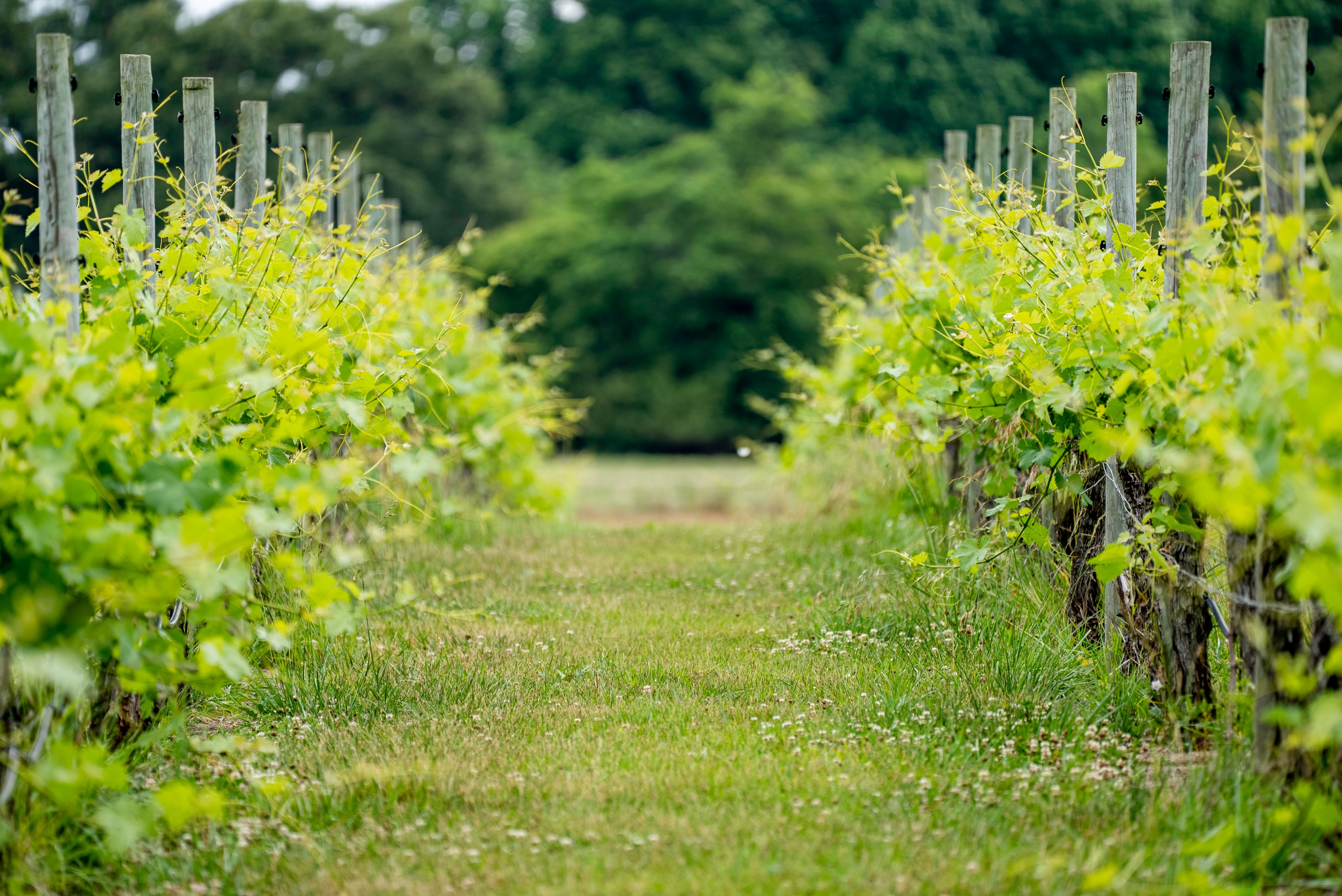 A grassy path between rows of grapevines at a Texas Hill Country vineyard